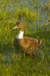 Canard Canard