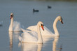 Cygnes sur le plan d'eau de La Bassée près du Crotoy (Baie de So Cygnes sur le plan d'eau de La Bassée près du Crotoy (Baie de So