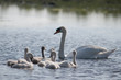 Une maman cygne promène ses jeunes cygnons Une maman cygne promène ses jeunes cygnons