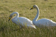 Cygne de Bewick (Cygnus columbianus - Tundra Swan) Cygne de Bewick (Cygnus columbianus - Tundra Swan)