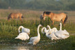 Cygnes et chevaux Henson près du Crotoy (Baie de Somme) Cygnes et chevaux Henson près du Crotoy (Baie de Somme)