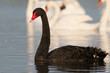 Cygne noir sur le plan d'eau de La Bassée, près du Crotoy. Cygne noir sur le plan d'eau de La Bassée, près du Crotoy.