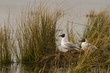 Mouette rieuse (Larus ridibundus - Common Black-headed Gull) Mouette rieuse (Larus ridibundus - Common Black-headed Gull)