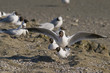 Mouette rieuse (Larus ridibundus - Common Black-headed Gull) - A Mouette rieuse (Larus ridibundus - Common Black-headed Gull) - A