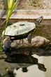 entire centenary turtle