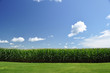 corn field under summer sky corn field under summer sky