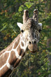 0908097 - Giraffenkopf