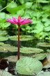 fleur de nénuphar fleur de nénuphar