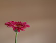 gerbera