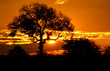 kruger park