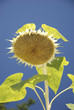 Girasole