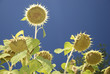 Campo di girasoli