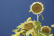Girasole