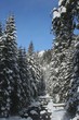 Tatra mountains - stream and trees