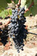 Grappe