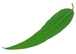 feuille d'eucalyptus