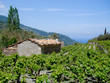 Griechisches Steinhaus mit Weinberg