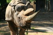 Nashorn im Tierpark Nashorn im Tierpark