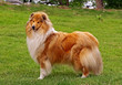 Standing collie dog