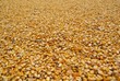 Corn seeds drying under the sun