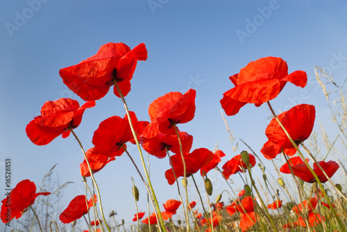 Photo: red poppies flowers red poppies flowers
