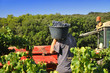 Vendanges à la main