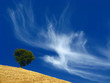 oak tree and cloud