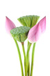 Lotus flowers and pods Lotus flowers and pods