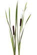 cattails