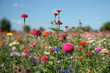 Photo: Fleurs sauvages Fleurs sauvages