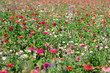 Photo: Champs d'oeillets Champs d'oeillets