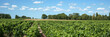 Vignoble