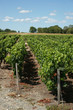 Vignes