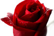 RED ROSE