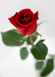 RED ROSE