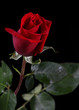 RED ROSE