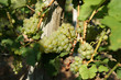 Raisin blanc