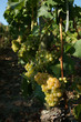 Grappe et soleil