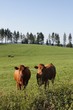 Kühe im Westerwald Kühe im Westerwald