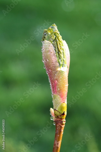 Foto: Bergahornknospe Morgentau Bergahornknospe Morgentau
