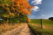 country road and autumn trees country road and autumn trees