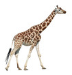 Giraffe on move