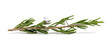Rosemary branch with flower