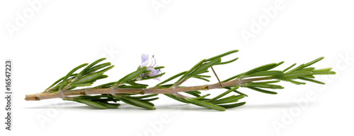 Photo: Rosemary branch with flower Rosemary branch with flower