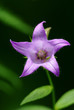 Canterbury bellflower (Campanula latifolia)