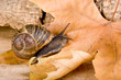 Autumn snail