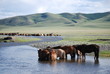 Troupeau de chevaux en pleine trempette Troupeau de chevaux en pleine trempette