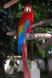 Guacamayo Rojo (Ara chloroptera) Guacamayo Rojo (Ara chloroptera)