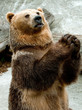 orso bruno