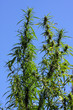 chanvre,cannabis